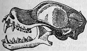 EB1911 Chiroptera Fig. 16.jpg