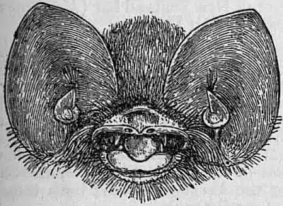 EB1911 Chiroptera Fig. 17.jpg