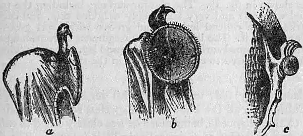 EB1911 Chiroptera Fig. 18.jpg