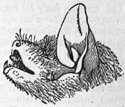 EB1911 Chiroptera Fig. 19.jpg