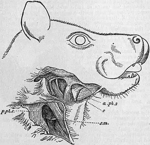 EB1911 Chiroptera Fig. 2.jpg