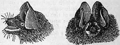 EB1911 Chiroptera Fig. 20.jpg