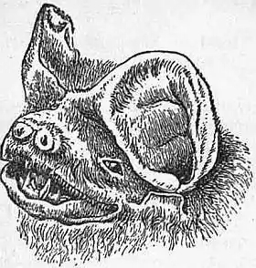 EB1911 Chiroptera Fig. 21.jpg