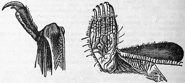 EB1911 Chiroptera Fig. 23.jpg