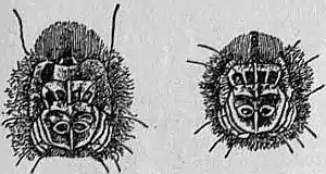 EB1911 Chiroptera Fig. 3.jpg