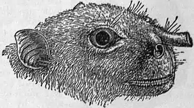 EB1911 Chiroptera Fig. 5.jpg