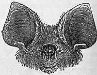 EB1911 Chiroptera Fig. 7.jpg