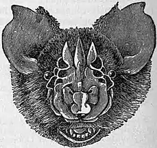 EB1911 Chiroptera Fig. 8.jpg