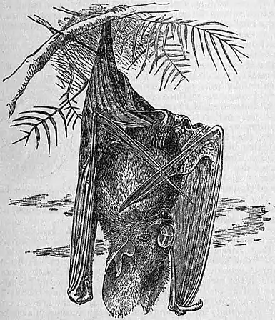 EB1911 Chiroptera Fig. 9.jpg