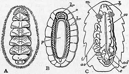 EB1911 Chiton Fig. 1.jpg