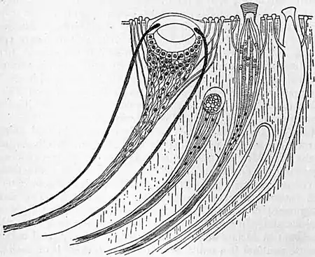 EB1911 Chiton Fig. 2.jpg