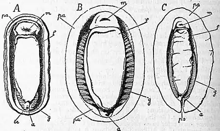 EB1911 Chiton Fig. 3.jpg