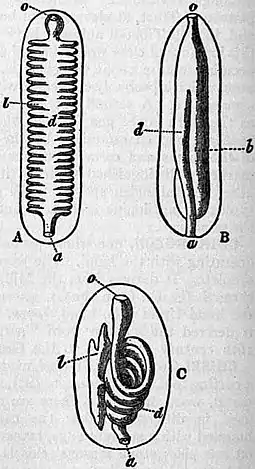 EB1911 Chiton Fig. 4.jpg