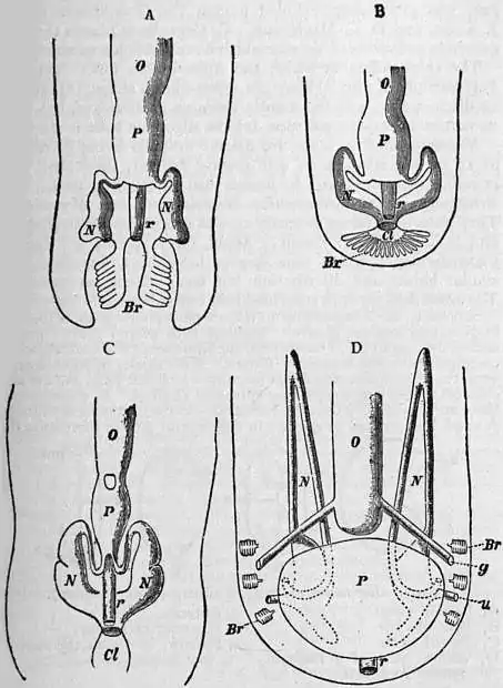 EB1911 Chiton Fig. 5.jpg