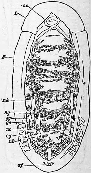 EB1911 Chiton Fig. 6.jpg