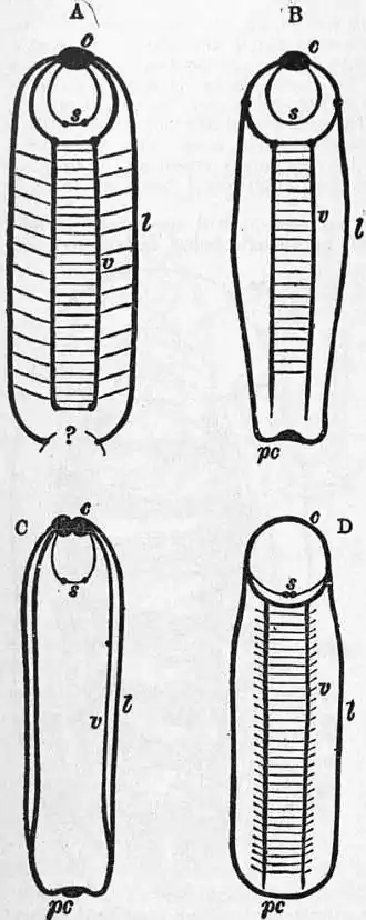 EB1911 Chiton Fig. 7.jpg