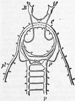 EB1911 Chiton Fig. 8.jpg