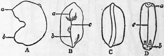 EB1911 Chiton Fig. 9.jpg