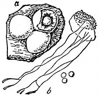 EB1911 Chondrioderma testaceum.jpg