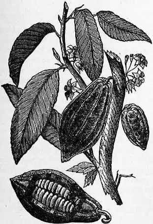 EB1911 Cocoa - Branch of Cocoa Tree.jpg