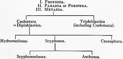 EB1911 Coelentera - subdivisions.jpg