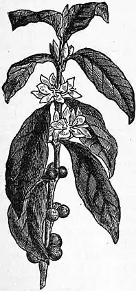 EB1911 Coffee Fig. 1.—Branch of Coffea arabica.jpg