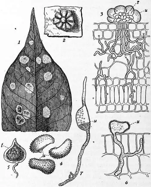 EB1911 Coffee Fig. 2.—Coffee-leaf Disease, Hemileia vastatrix.jpg