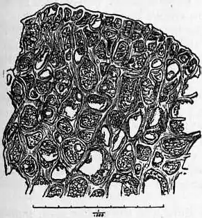 EB1911 Coffee Fig. 3.—Microscopic structure of Coffee.jpg