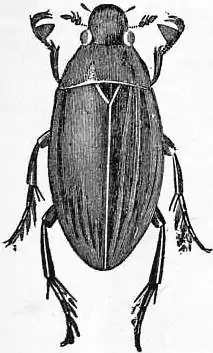 EB1911 Coleoptera -Fig. 20.—Hydrophilus piceus.jpg