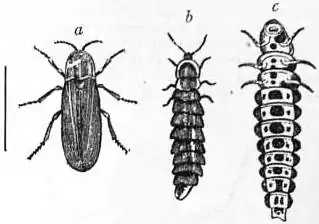 EB1911 Coleoptera - Fig. 15.—Glow-worm.jpg