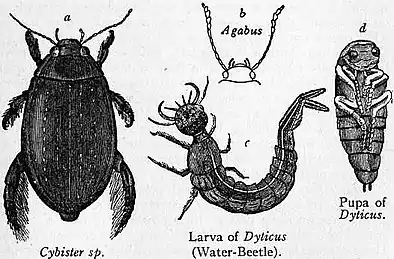 EB1911 Coleoptera - Fig. 2.—Water Beetles.jpg