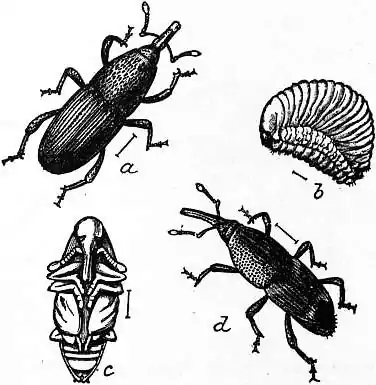 EB1911 Coleoptera - Fig. 3.—Grain Weevils.jpg