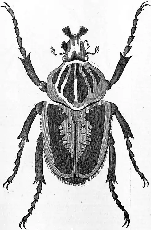 EB1911 Coleoptera - Fig. 31.—Goliathus giganteus.jpg