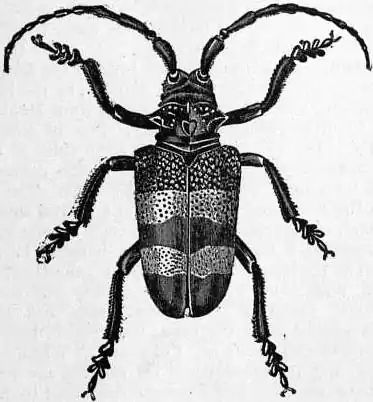 EB1911 Coleoptera - Fig. 37.—Phryneta aurocincta.jpg