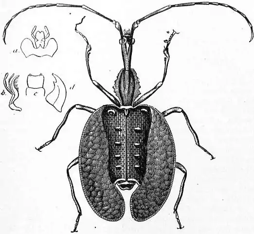 EB1911 Coleoptera - Fig. 4.—Mormolyce phyllodes.jpg