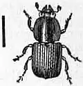 EB1911 Coleoptera - Fig. 43.—Scolytus ulmi.jpg