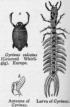 EB1911 Coleoptera - Fig. 9.jpg