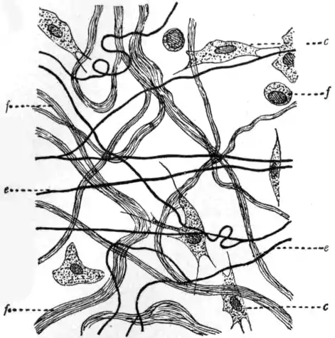 EB1911 Connective Tissues - Fig.1.png