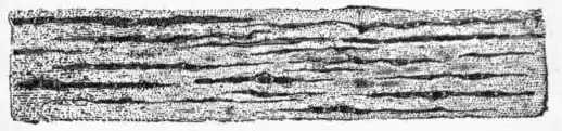 EB1911 Connective Tissues - Fig.2.png