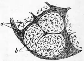 EB1911 Connective Tissues - Fig.3.png