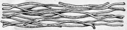 EB1911 Connective Tissues - Fig.4.png