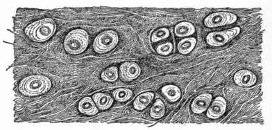 EB1911 Connective Tissues - Fig.6.png