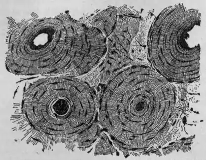 EB1911 Connective Tissues - Fig.8.png