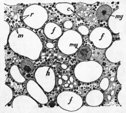 EB1911 Connective Tissues - Fig.9.png