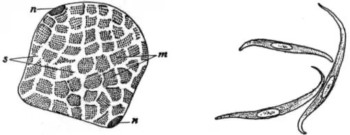 EB1911 Connective Tissues - Figs.12, 13.png