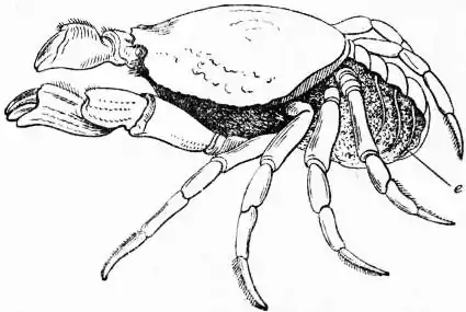 EB1911 Crustacea Fig. 11.—Side view of Crab.jpg