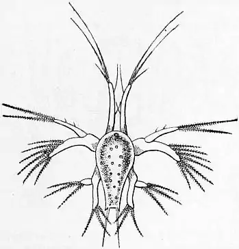 EB1911 Crustacea Fig. 12.—Nauplius of a Prawn.jpg