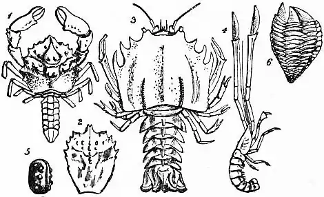 EB1911 Crustacea Fig. 16.jpg