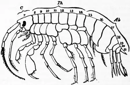 EB1911 Crustacea Fig. 4.—Diagram of an Amphipod.jpg