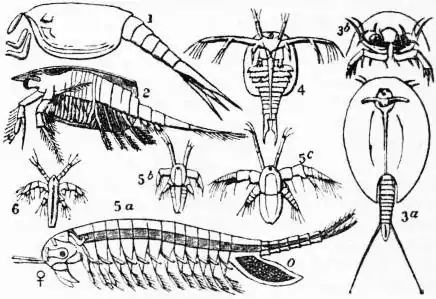 EB1911 Crustacea Fig. 5.—Phyllopoda and Phyllocarida.jpg